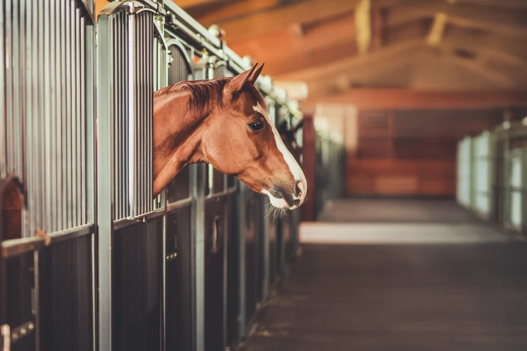 akcesoria jeździeckie